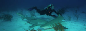 Dr. Erich Ritter bei der Arbeit mit Haien.